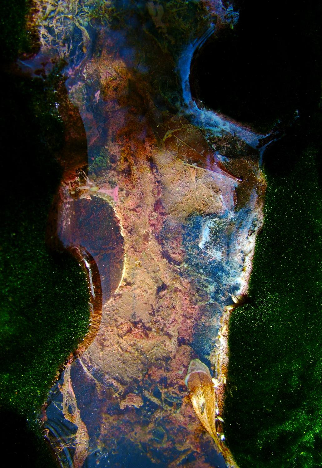 VENUS VEGETALE-100x160cm