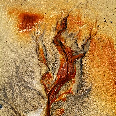 FLEUR DE FEMME 60x90cm