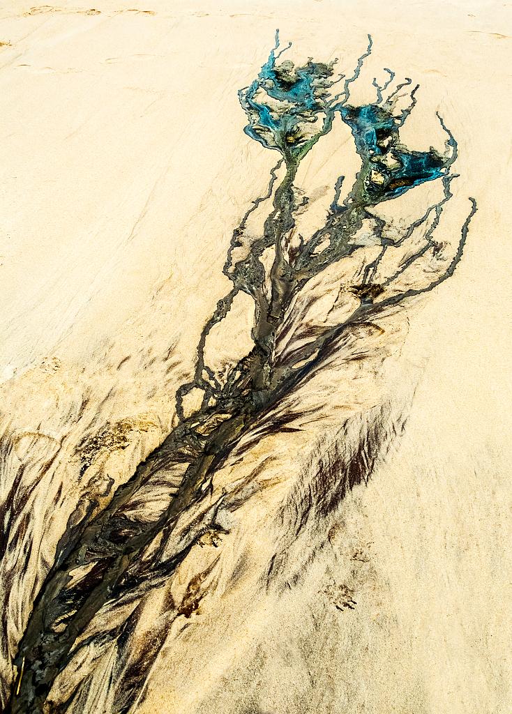 FLEURS HUMAINES  65x90cm