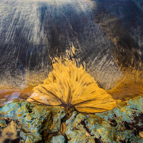 BUISSON ARDENT 90x60cm